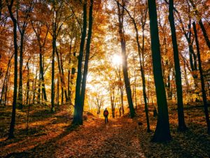 autumn-1812180_1280